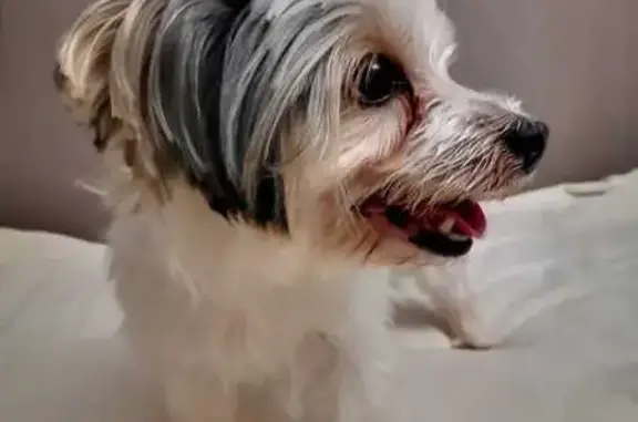 Йорк найден: Алтуфьевское шоссе, Москва