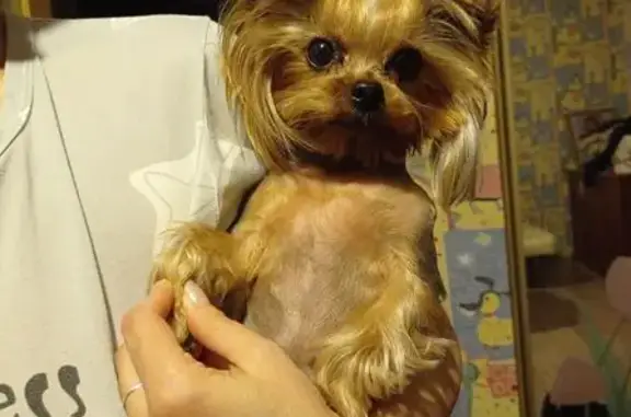 Собаки потеряшки, Тюмень, фото: Потеряшка собака, Губернская 8, Тюмень