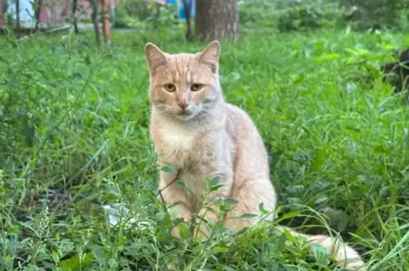 Кошка найдена: Новая ул, 18, Балашиха