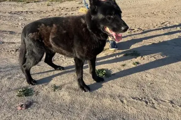 Найдена собака, Жуланово, фото: Собака найдена на трассе 57К-0003, Жуланово