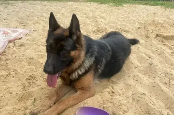 Найдена собака в СНТ Ивницы, Воронежская обл.