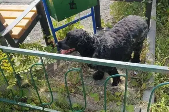 Спаниель найдена на Салютной, Челябинск