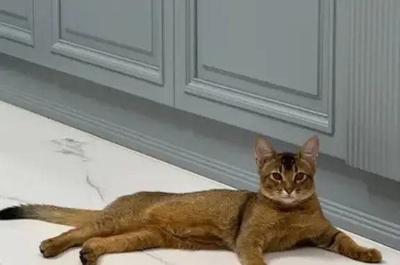 Кошки потеряшки, Семендер, фото: Потеряшка кошка, Дербентская ул., 2, Семендер