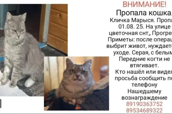 Кошки потеряшки, Калуга, фото: Потеряшка кошка, Михайловская 26, Калуга