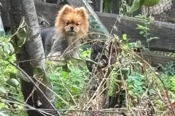 Найдена собака, Жигулёвск, фото: Пудель найден на ул. 9 Января, 20А, Жигулёвск