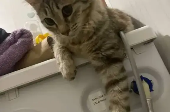 Кошки потеряшки, Вольск, фото: Потеряшка кошка, Саратовская 3/13, Вольск