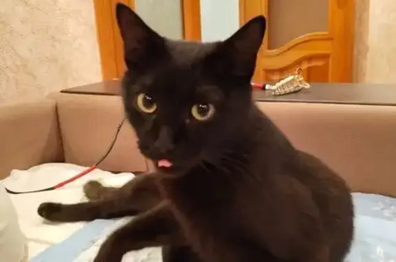 Найдена чёрная кошка, Киртбая 5, Сургут