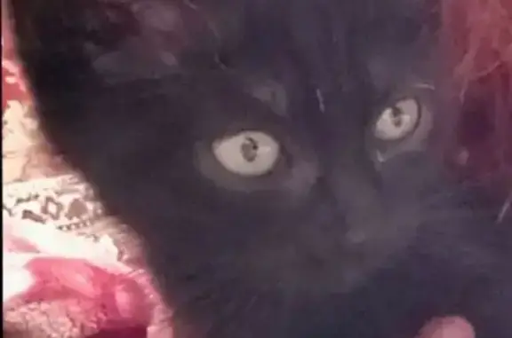 Кошки потеряшки, Рославль, фото: Потеряшка кошка, 1-й Дачный пер., 18