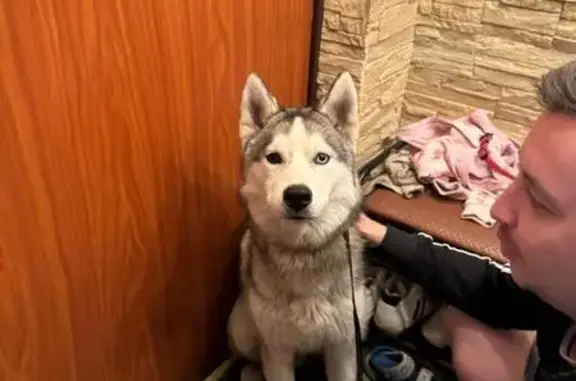 Найдена собака, пр. Славы 34, Копейск