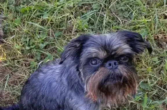 Собаки потеряшки, Барановичи, фото: Потеряшка собака, Заводская 8, Барановичи