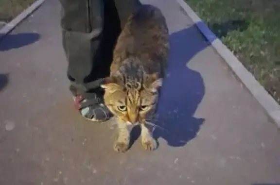 Найдена кошка, Саранск, фото: Найдена кошка, ул. Косарева, 35, Саранск