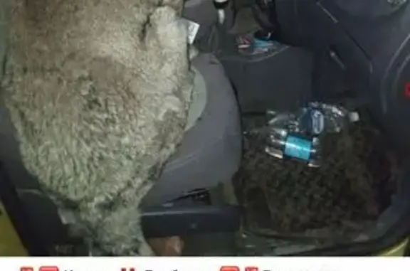 Найдена собака, , фото: Собака найдена: Казань, Татарстан