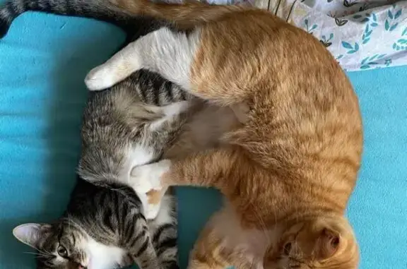 Кошки потеряшки, Вологодская область, фото: Потеряшка кошка, Тоншалово, Вологда