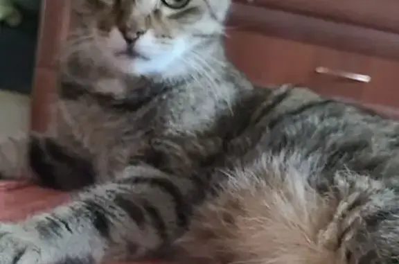 Кошки потеряшки, Приморское, фото: Потеряшка кошка, 4-я линия, Приморское