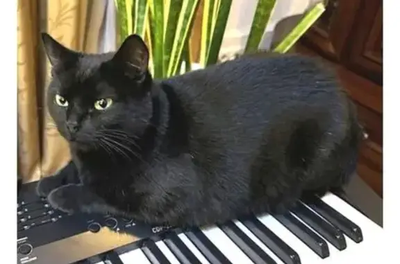 Кошки потеряшки, Тула, фото: Потеряшка чёрная кошка, Павлова 137, Тула