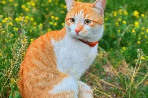 Кошки потеряшки, Воронеж, фото: Потеряшка кошка, Острогожская 156/2, Воронеж