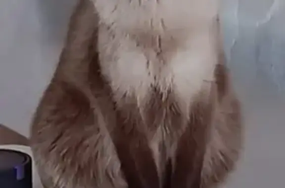 Пропала кошка Ластик, Скандинавия, Рощино