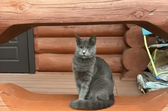 Кошки потеряшки, Сиверский, фото: Потеряшка слепой кот, Оредежский пер. 2, Сиверский