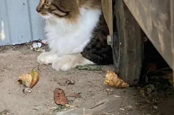 Найдена кошка, Ликино-Дулёво, фото: Кошка найдена на ул. 30 лет ВЛКСМ, 13