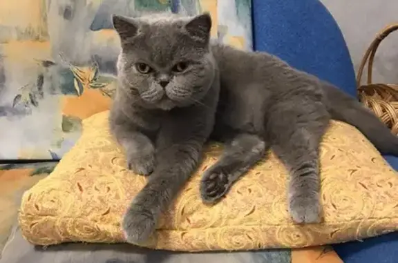 Потерянные животные Воткинск, фото: Пропал серый кот, Объездная г. Воткинск