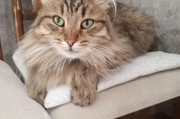 Пропала кошка, ул. Мичурина 40, Гагарин