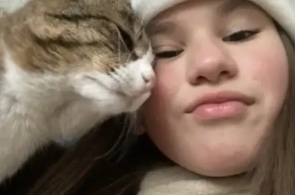 Пропала кошка, ул. Блохина, 13, Н. Ломов