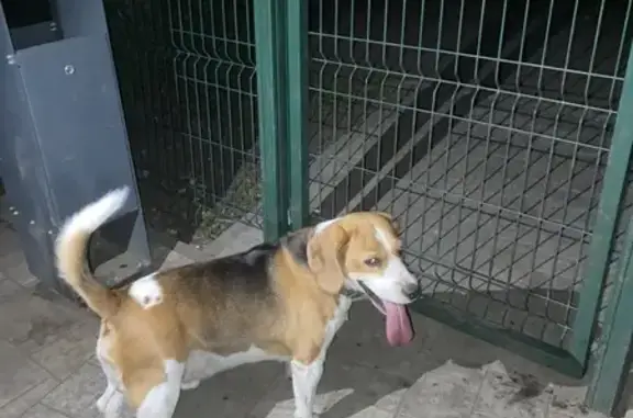 Найдена собака, Липецк, фото: Бигль найден в Сокольском парке, ул. 40 лет Октября, 23