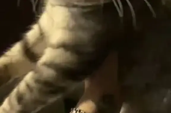 Кошка найдена: Маломосковская ул, 22 с6