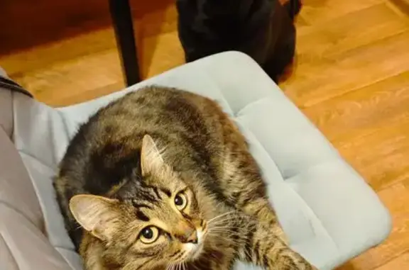 Кошки потеряшки, Высоково, фото: Потеряшка кошка, Высокая ул., Нижегородская обл.