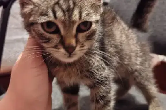 Котенок найден на Зелёной, 13, Дубовое