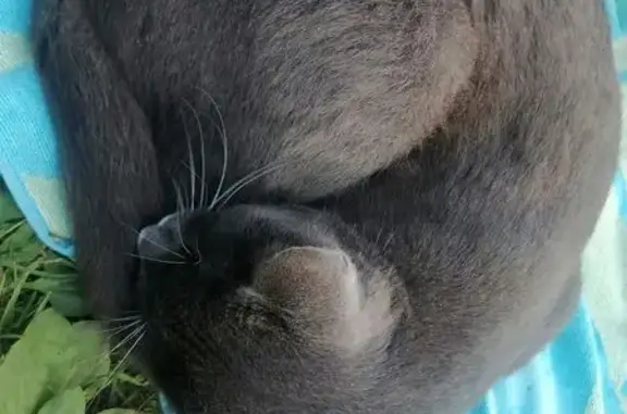Найдена кошка, Токсовское городское поселение, фото: Найдена кошка, 41К-200, Токсово