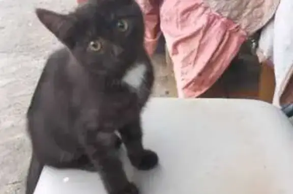 Пропала кошка, СНТ 