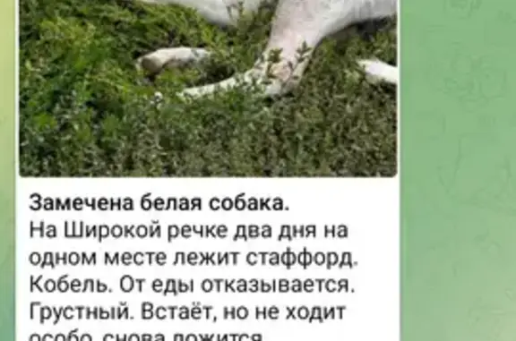 Найдена собака, Свердловская область, фото: Найдена собака, Екатеринбург, Исетский район