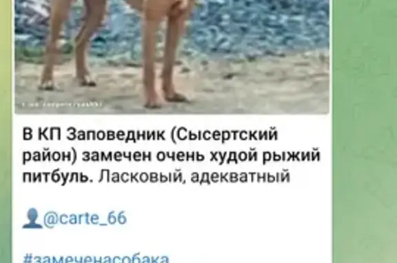 Объявления о пропавших и найденных животных, Сысерть, фото: Собака найдена на ул. Быкова, Сысерть