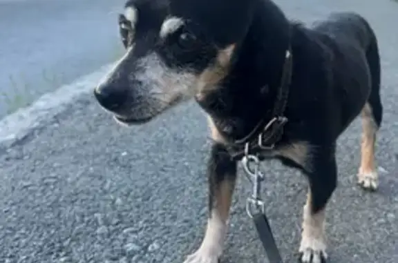 Найдена собака, Екатеринбург, фото: Найдена собака: пр. Ленина, Екатеринбург