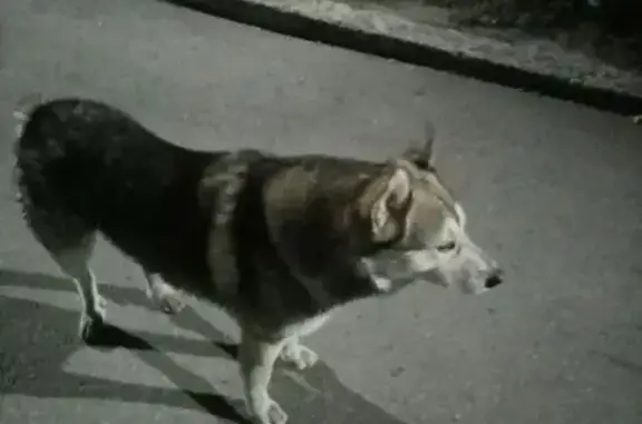 Найдена собака, Ульяновск, фото: Хаски найден на ул. Шевцовой, 4, Ульяновск