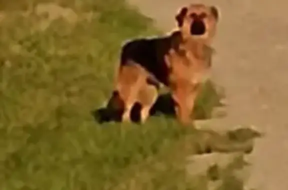 Найдена собака, Екатеринбург, фото: Овчарка найдена: ул. Высоцкого, Екатеринбург