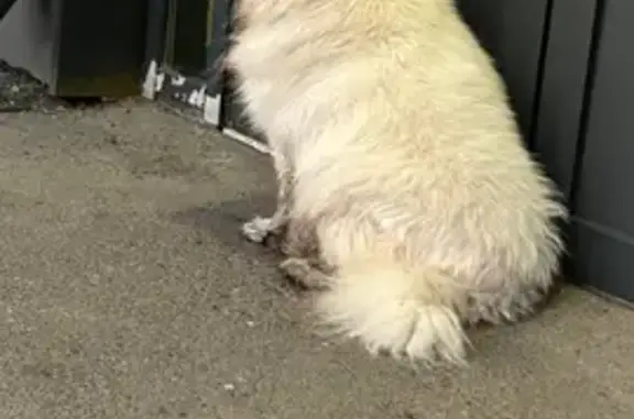 Найдена собака, Екатеринбург, фото: Собака найдена: пр. Ленина, Екатеринбург