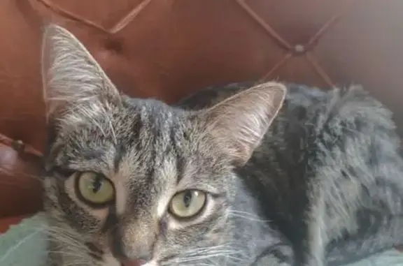 Кошки потеряшки, Усинск, фото: Потеряшка кошка, Молодёжная 29, Усинск