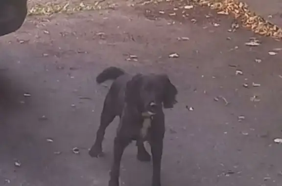 Собака найдена: ул. Костина, 22А, Н. Новгород