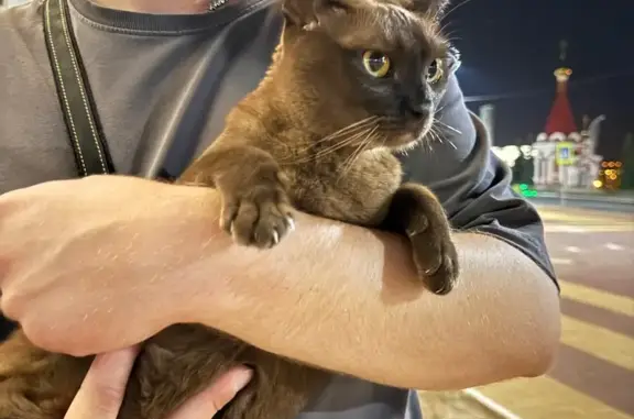 Найдена кошка, Саранск, фото: Кошка найдена, пл. Тысячелетия, Саранск