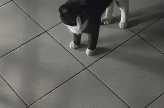 Найдена кошка, Челябинск, фото: Кошка найдена на Лесопарковой, Челябинск