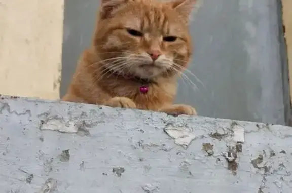 Пропала кошка, ул. Виктора Уса, 1/2