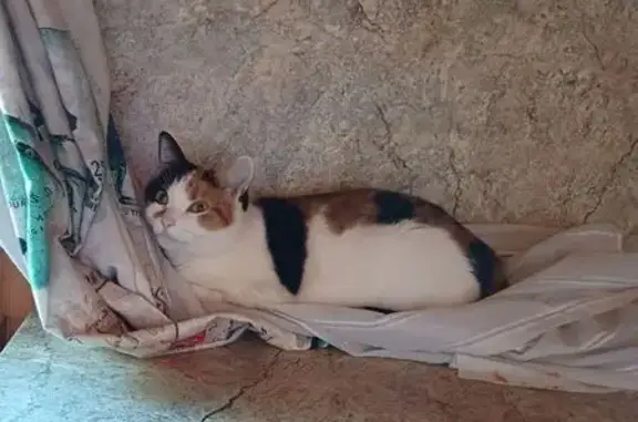 Кошки потеряшки, , фото: Потеряшка кошка, ул. Ленина, 11, Киржач