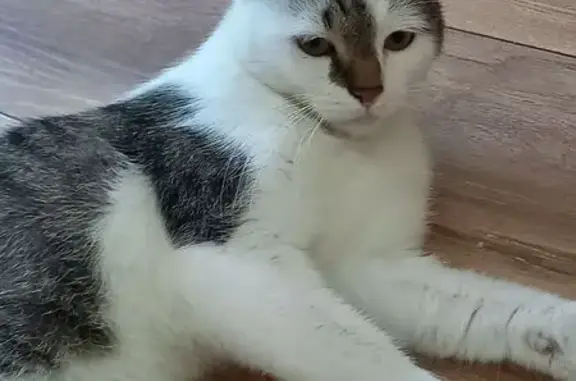 Найдена кошка, Ставрополь, фото: Кот найден: тропа Здоровья, Ставрополь