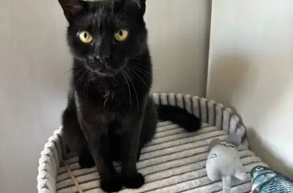 Пропала кошка, Школьная ул., Приозёрное