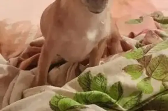 Собаки потеряшки, , фото: Потеряшка чихуахуа, д. Куземки, А-130