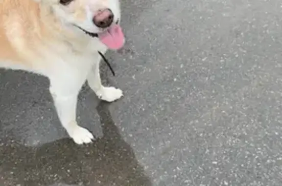 Найдена собака, Советская ул. 56, Тула