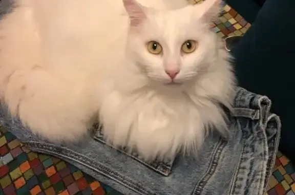 Кошки потеряшки, Санкт-Петербург, фото: Потеряшка кошка, Новоизмайловский пр. 26 к4