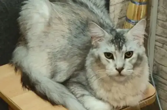 Пропала кошка, Народная 44, Новосибирск